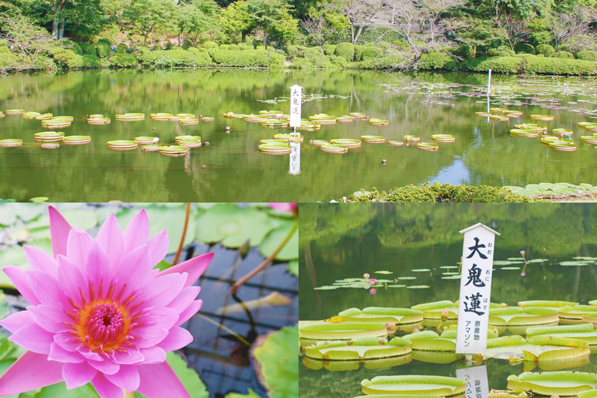 umi jigoku Beppu