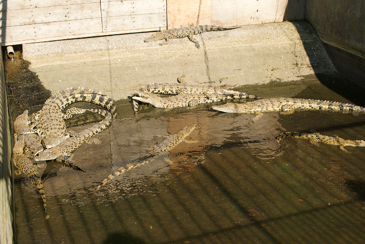 oniyama baby crocodiles