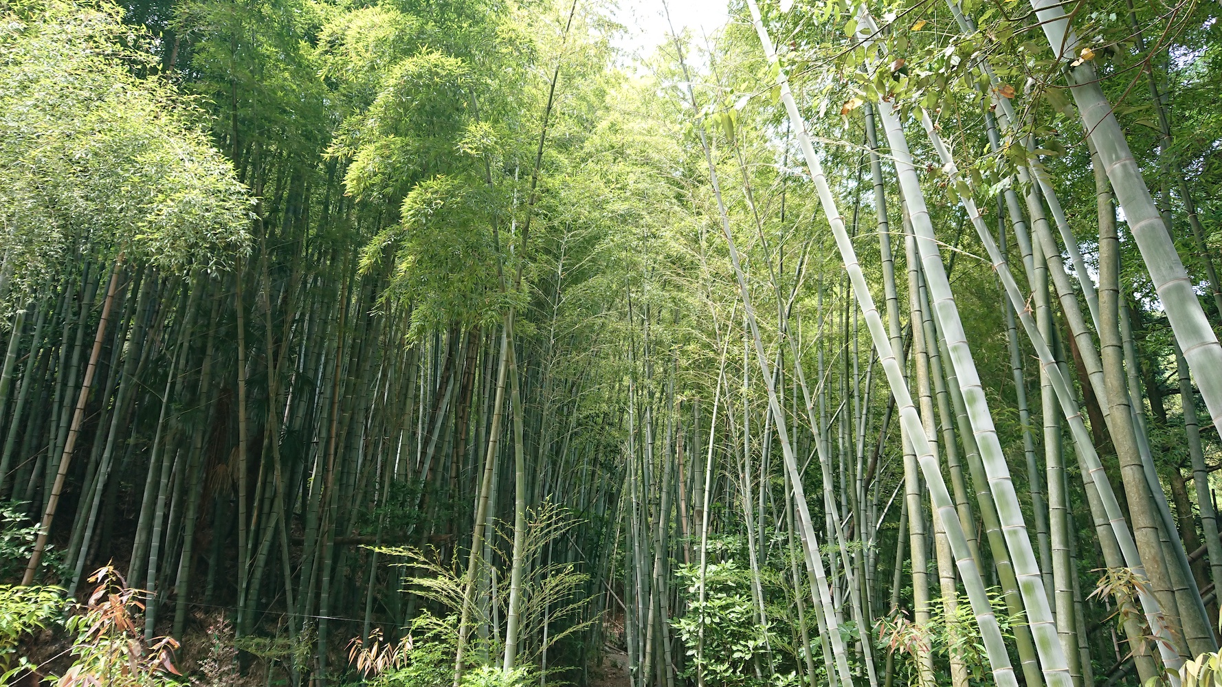  Beppu Hot Springs Bamboo Forest