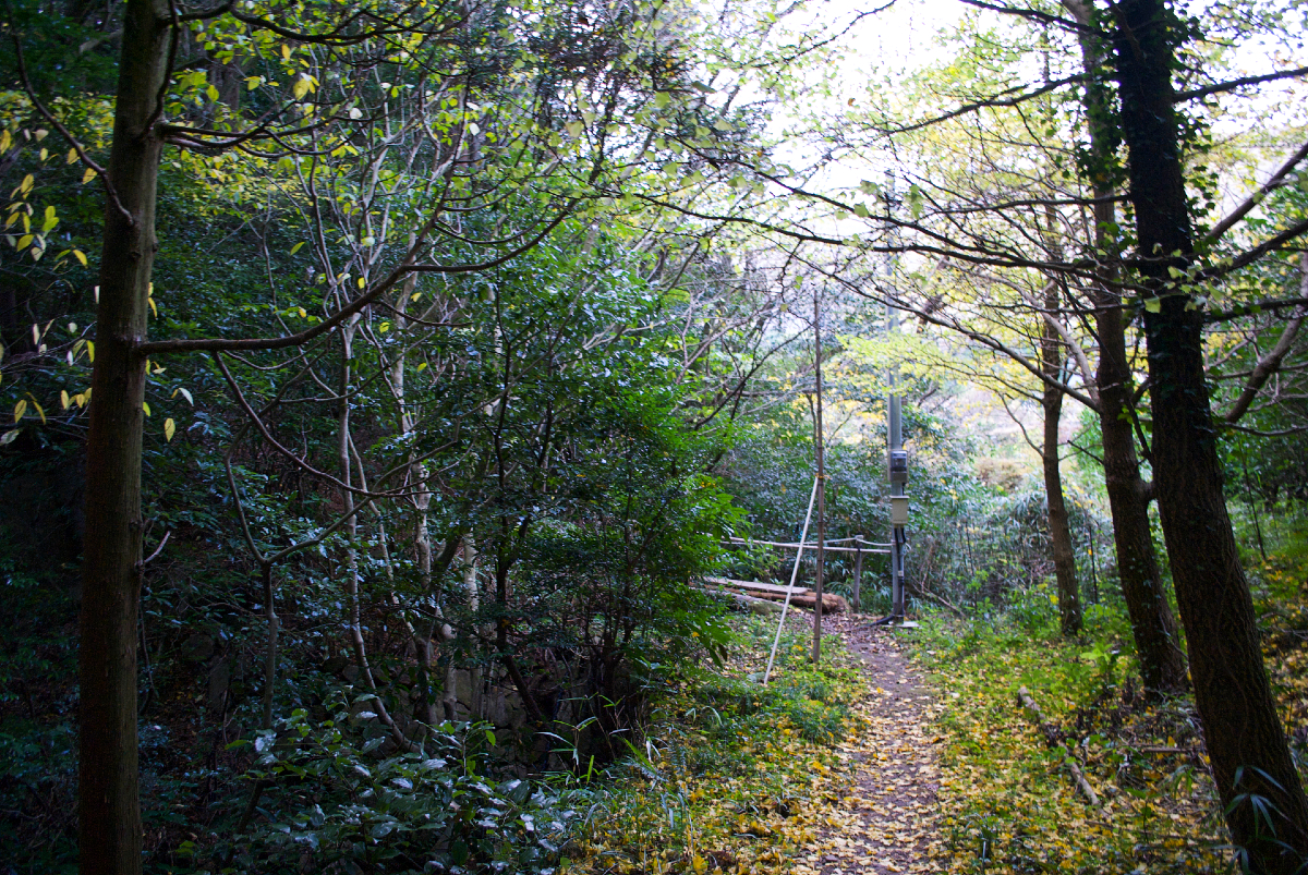 myoban bamboo forest