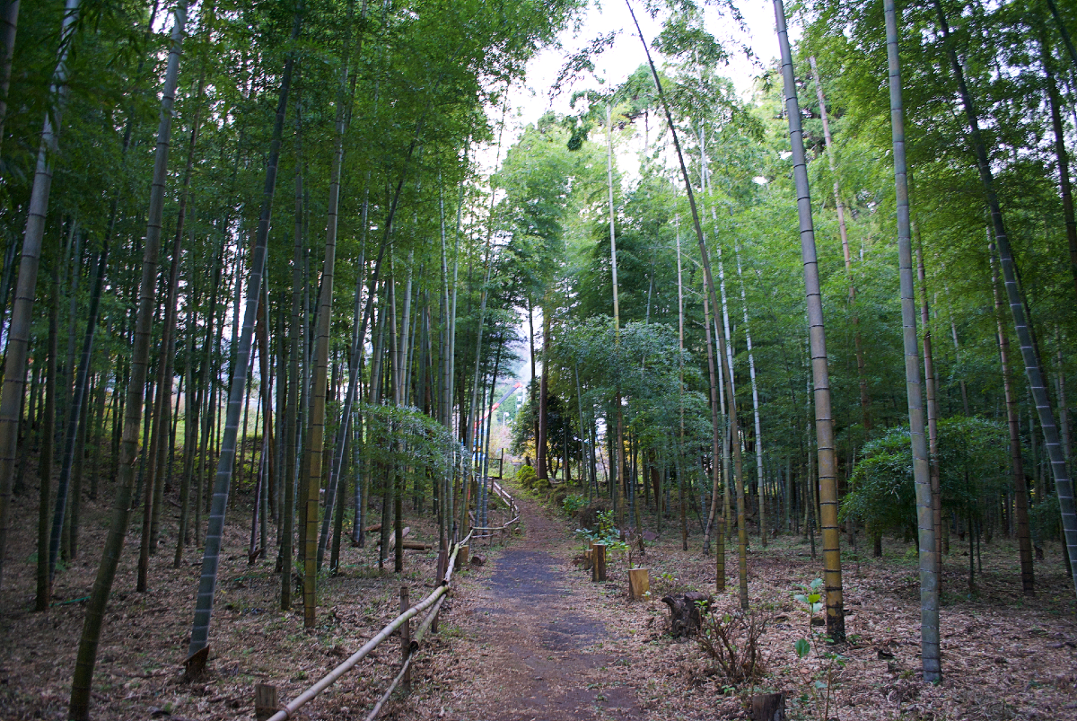 myoban bamboo forest