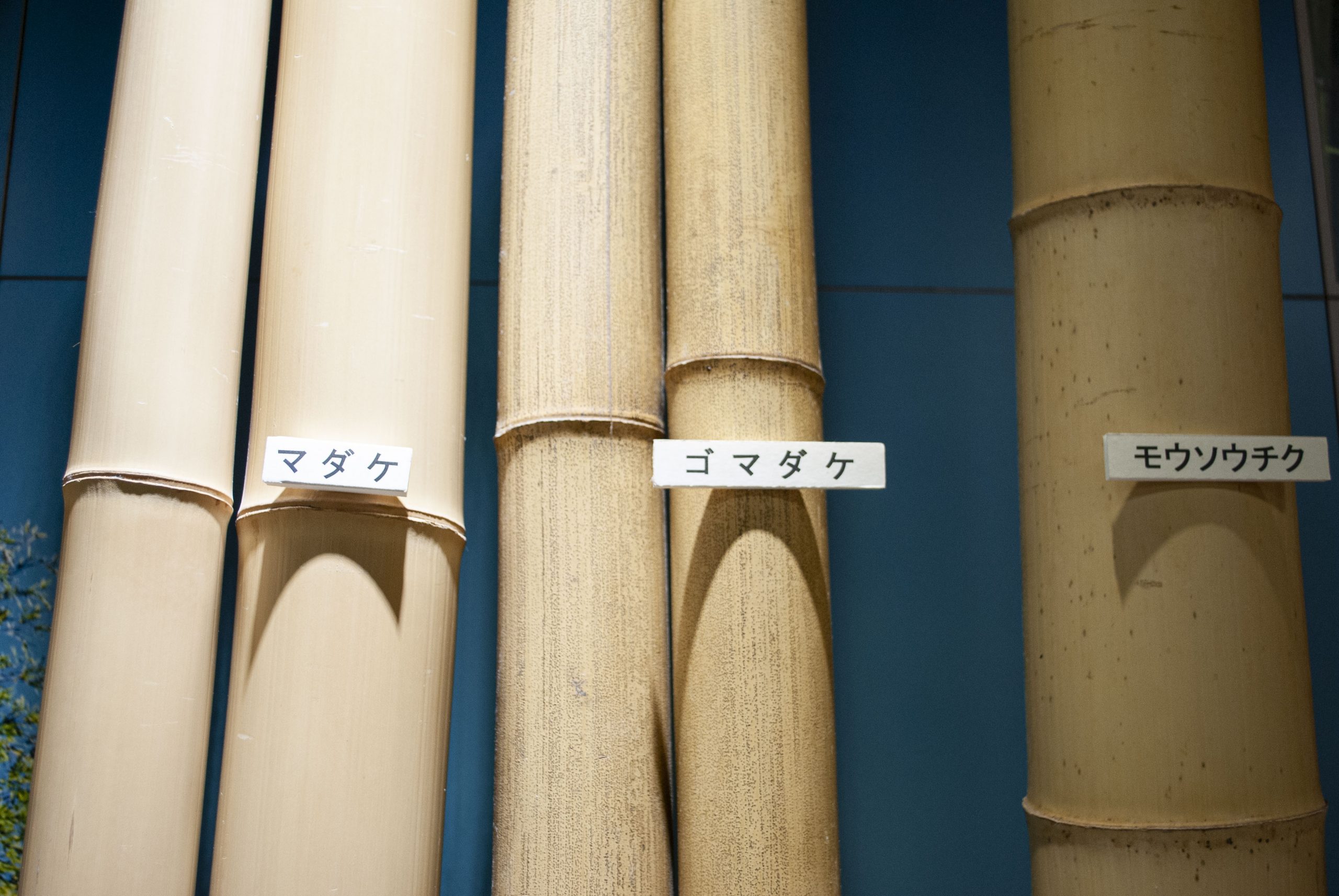 beppu bamboo